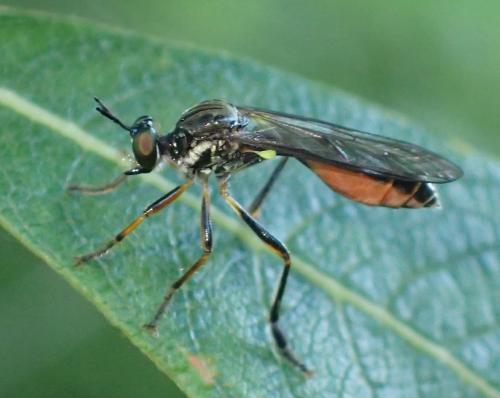 Dioctria hyalipennis